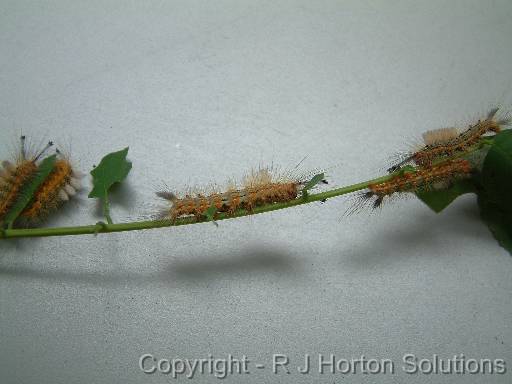 Painted apple moth larva_2 